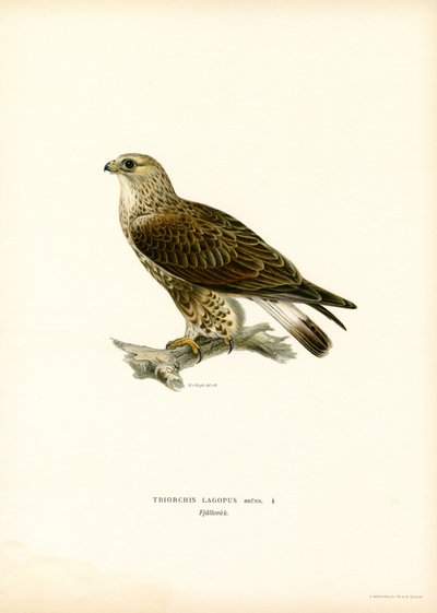 Poiana calzata da Magnus Ferdinand and Wilhelm von Wright