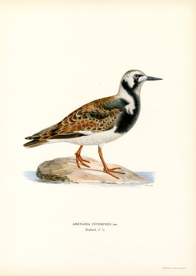 Voltapietre da Magnus Ferdinand and Wilhelm von Wright