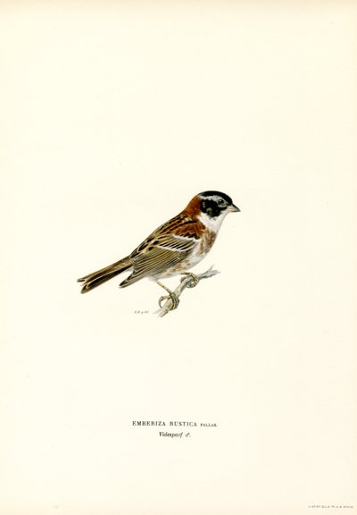Emberiza rustica da Magnus Ferdinand and Wilhelm von Wright