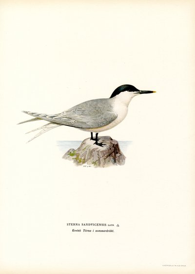 Sterna di Sandwich da Magnus Ferdinand and Wilhelm von Wright