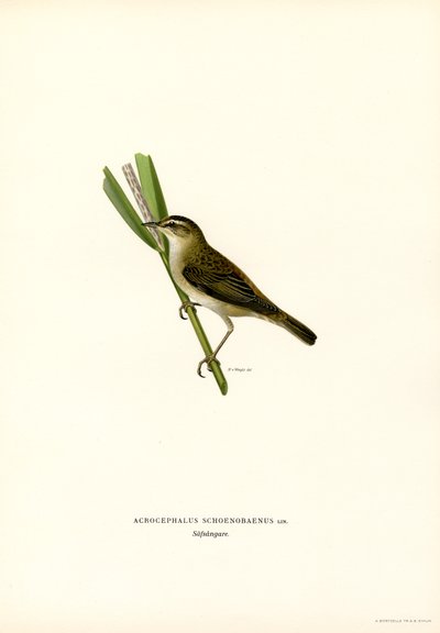 Cannaiola da Magnus Ferdinand and Wilhelm von Wright