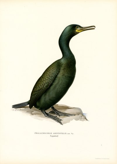 Marangone da Magnus Ferdinand and Wilhelm von Wright