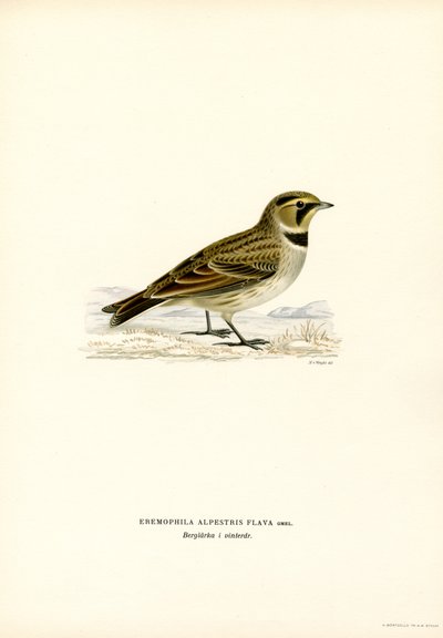 Allodola golagialla da Magnus Ferdinand and Wilhelm von Wright