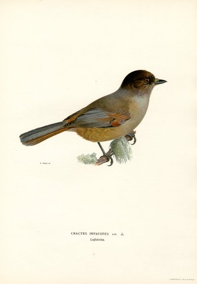 Ghiandaia siberiana da Magnus Ferdinand and Wilhelm von Wright