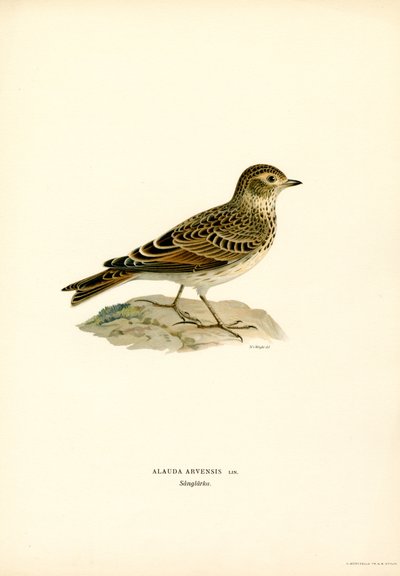 Allodola da Magnus Ferdinand and Wilhelm von Wright