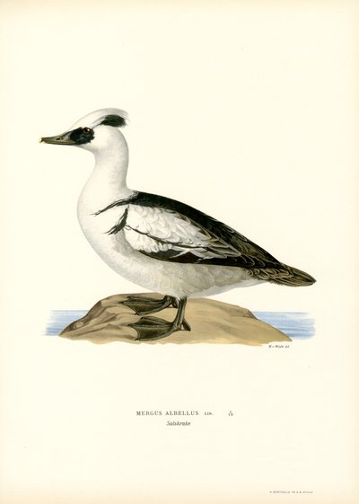 Smergo Minore da Magnus Ferdinand and Wilhelm von Wright