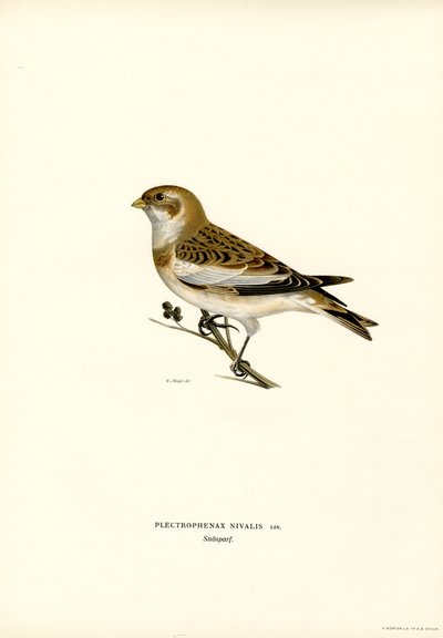 Zigolo delle nevi da Magnus Ferdinand and Wilhelm von Wright