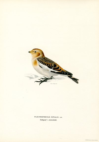 Zigolo delle nevi da Magnus Ferdinand and Wilhelm von Wright