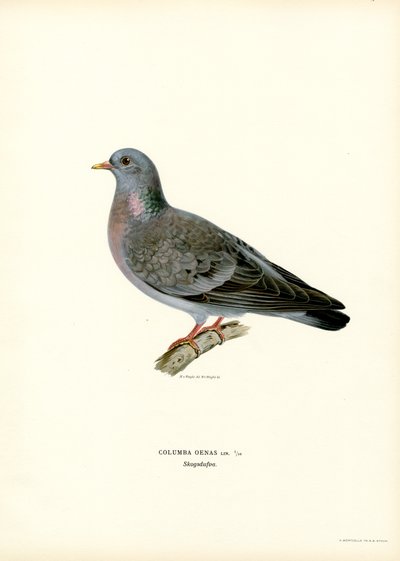 Colombella da Magnus Ferdinand and Wilhelm von Wright