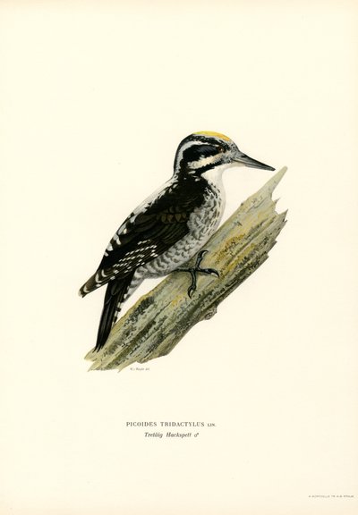 Picchio tridattilo da Magnus Ferdinand and Wilhelm von Wright