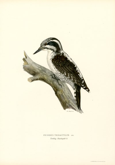 Picchio tridattilo da Magnus Ferdinand and Wilhelm von Wright