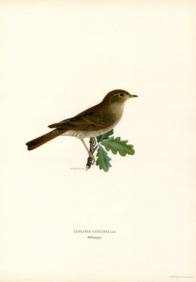 Usignolo di fiume da Magnus Ferdinand and Wilhelm von Wright