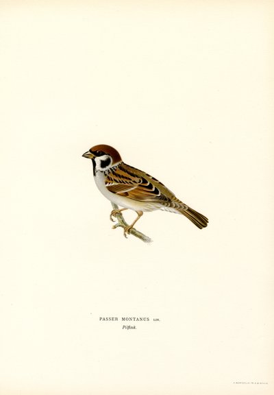 Passera mattugia da Magnus Ferdinand and Wilhelm von Wright