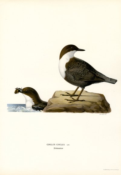 Merlo acquaiolo da Magnus Ferdinand and Wilhelm von Wright