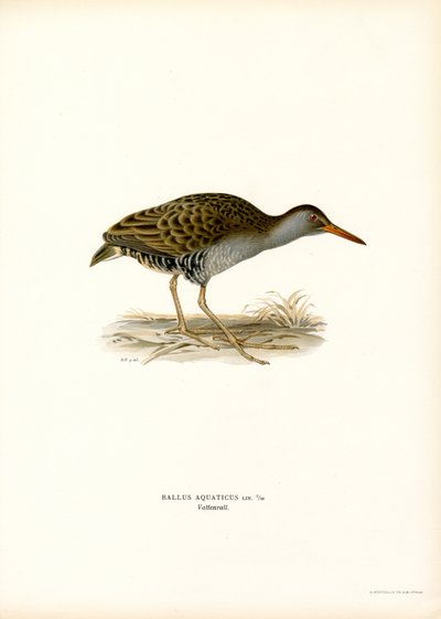 Rallo acquatico da Magnus Ferdinand and Wilhelm von Wright