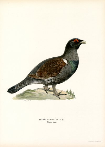 Gallo cedrone occidentale da Magnus Ferdinand and Wilhelm von Wright