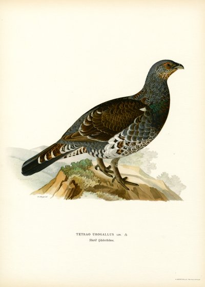 Gallo cedrone da Magnus Ferdinand and Wilhelm von Wright