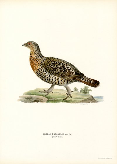 Gallo forcello da Magnus Ferdinand and Wilhelm von Wright