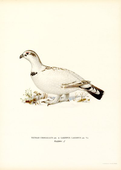Gallo cedrone occidentale x Pernice bianca da Magnus Ferdinand and Wilhelm von Wright