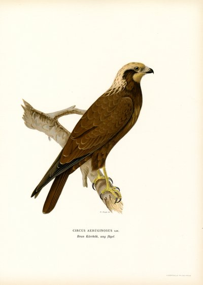 Falco di palude occidentale da Magnus Ferdinand and Wilhelm von Wright