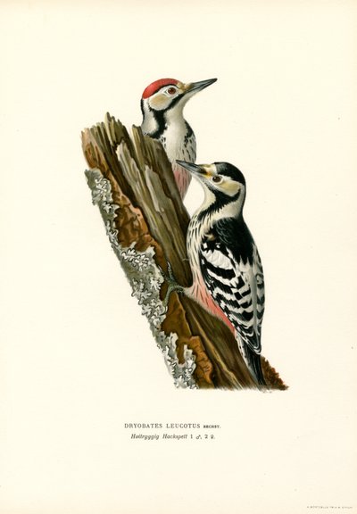 Picchio dorsobianco da Magnus Ferdinand and Wilhelm von Wright
