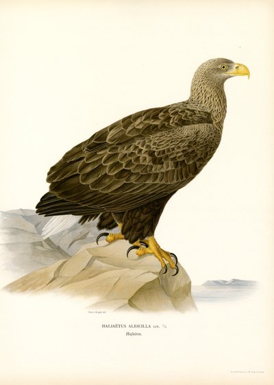 Aquila di mare da Magnus Ferdinand and Wilhelm von Wright