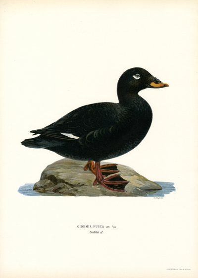 Orchetto marino da Magnus Ferdinand and Wilhelm von Wright