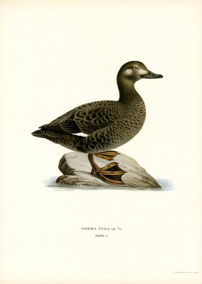 Orchetto marino da Magnus Ferdinand and Wilhelm von Wright