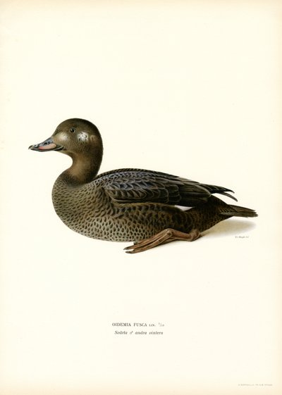 Orchetto marino da Magnus Ferdinand and Wilhelm von Wright
