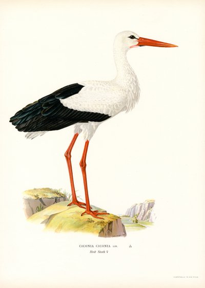 Cicogna bianca da Magnus Ferdinand and Wilhelm von Wright