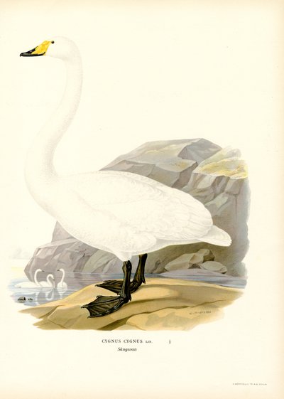 Cigno selvatico da Magnus Ferdinand and Wilhelm von Wright