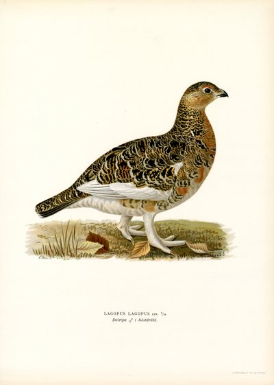 Pernice bianca da Magnus Ferdinand and Wilhelm von Wright