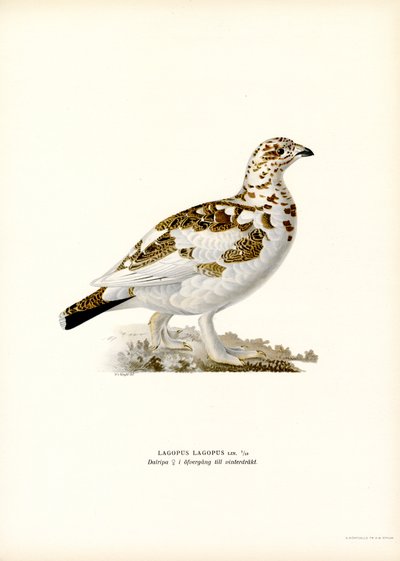 Pernice bianca da Magnus Ferdinand and Wilhelm von Wright