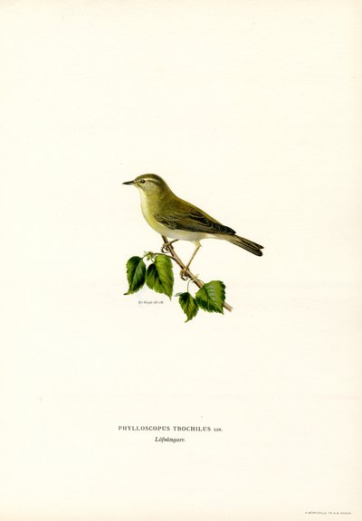 Luì verde da Magnus Ferdinand and Wilhelm von Wright