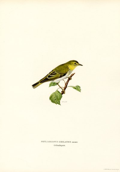 Luì verde da Magnus Ferdinand and Wilhelm von Wright