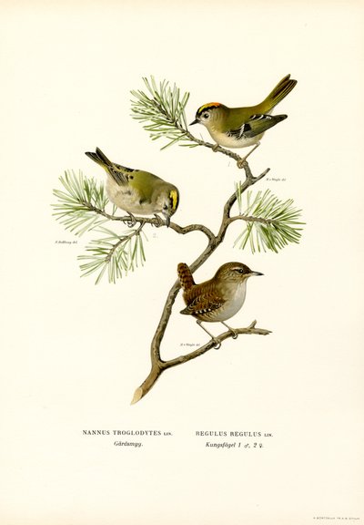 Scricciolo da Magnus Ferdinand and Wilhelm von Wright