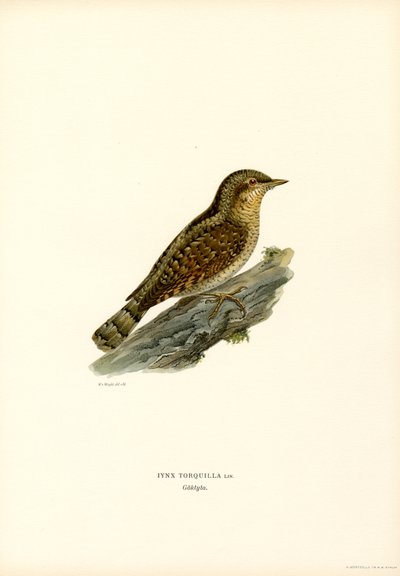 Torcilacchio da Magnus Ferdinand and Wilhelm von Wright
