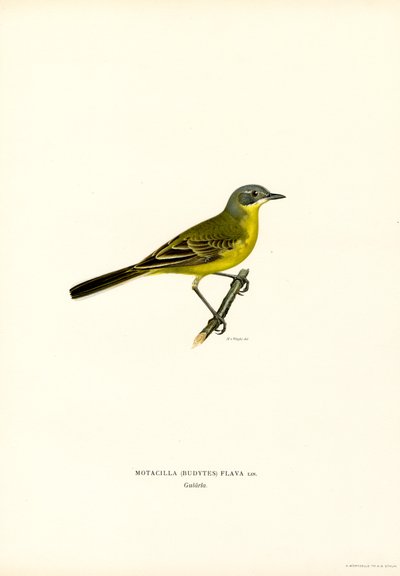 Cutrettola gialla da Magnus Ferdinand and Wilhelm von Wright