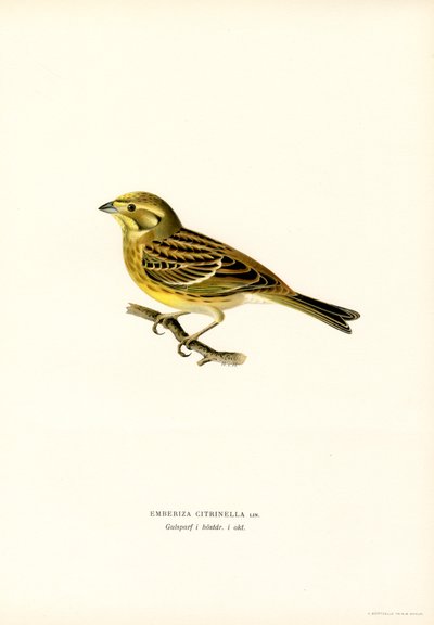 Zigolo giallo (Emberiza citrinella) da Magnus Ferdinand and Wilhelm von Wright