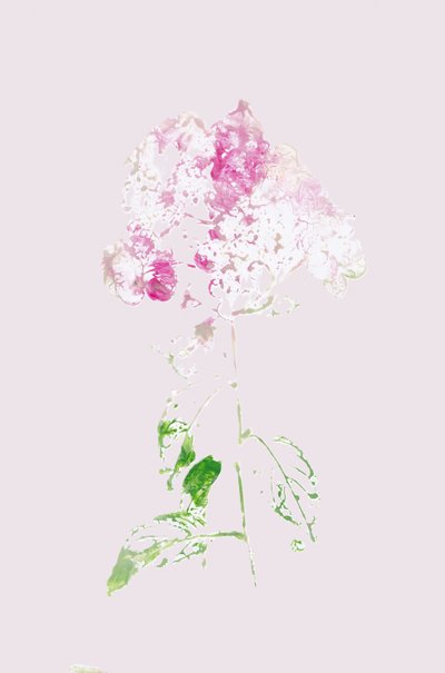 Astratto: Fioritura rosa da Maira Ribena