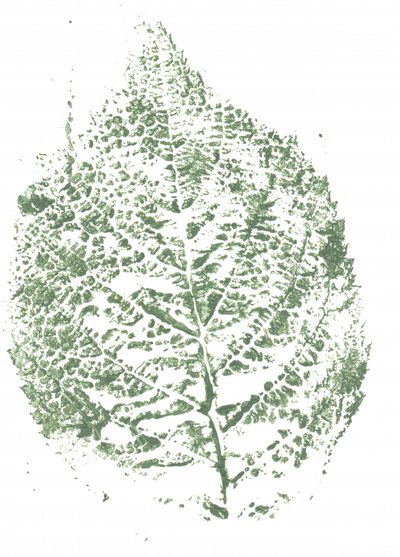 Stampa botanica con foglie da Maira Ribena