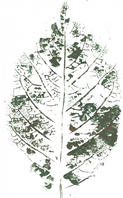Stampa botanica con foglie da Maira Ribena