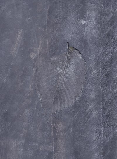 Impressione di foglia scura da Maira Ribena