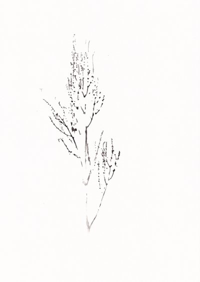 Delicato disegno botanico da Maira Ribena