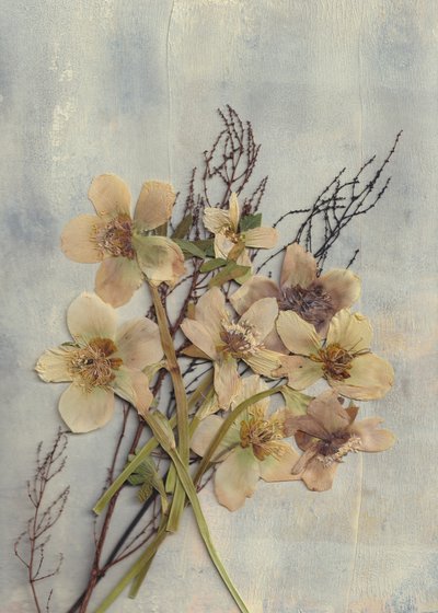 Delicati fiori pressati da Maira Ribena