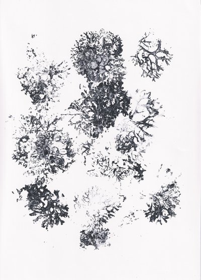 Forme botaniche biologiche da Maira Ribena