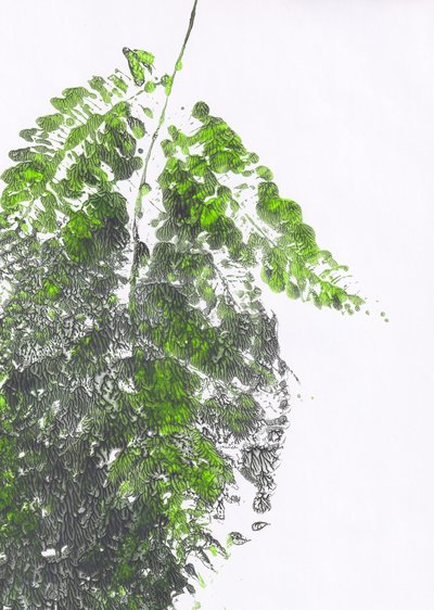 Felce verde biologica da Maira Ribena