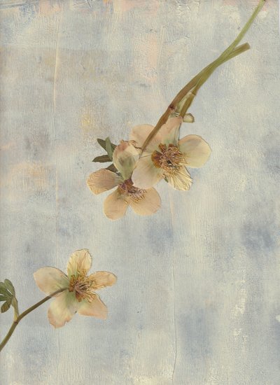 Pale Blue Botanicals da Maira Ribena