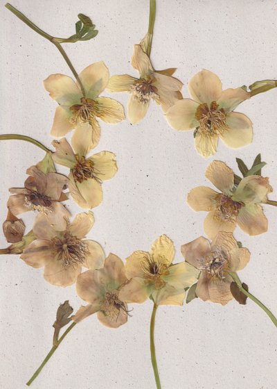 Ghirlanda di fiori pressati da Maira Ribena