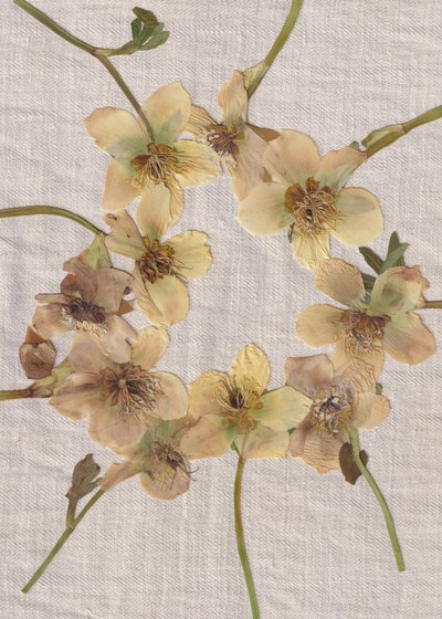 Ghirlanda di fiori pressati da Maira Ribena